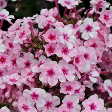 Flammenblume (Phlox paniculata) EARLY Pink