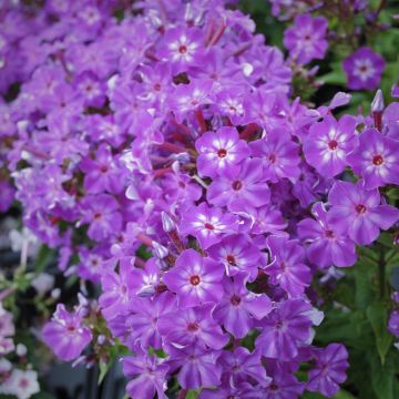 Flammenblume (Phlox paniculata) EARLY Purple Eye