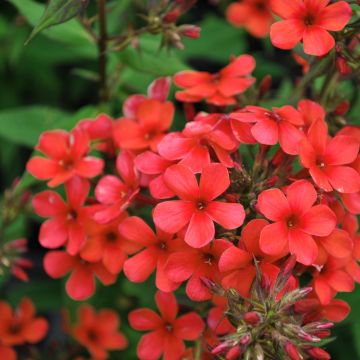 Flammenblume (Phlox paniculata) EARLY Red