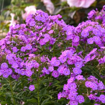 Hohe Flammenblume (Phlox paniculata) GARDEN GIRLS Cover Girl