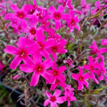 Polsterphlox (Phlox subulata) Atropurpurea