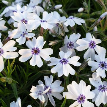 Polsterphlox (Phlox subulata) Bavaria