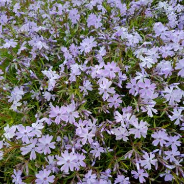 Polsterphlox (Phlox subulata ) Emerald Cushion Blue