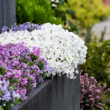 Polsterphlox (Phlox subulata) Fabulous Rose