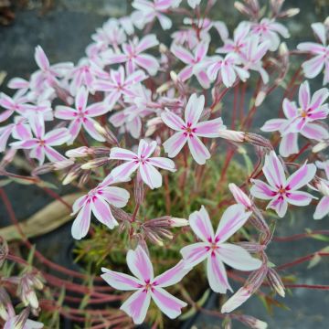 Polsterphlox (Phlox subulata) Kimono Pink-White