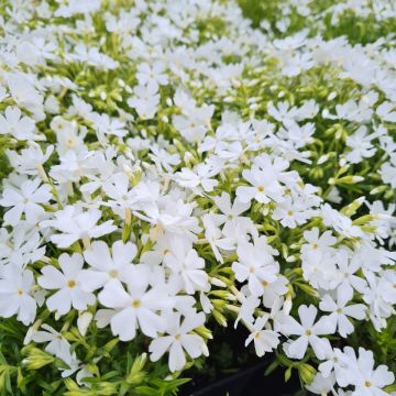 Polsterphlox (Phlox subulata) Maischnee