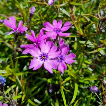 Polsterphlox (Phlox subulata) Purple Beauty