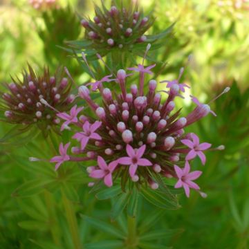 Rosenwaldmeister (Phuopsis/Crucianella stylosa) Pretty Pink