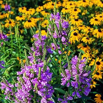 Gelenkblume (Physostegia virginiana) Crystal Peak