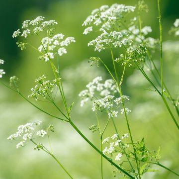 Anis (Pimpinella anisum)