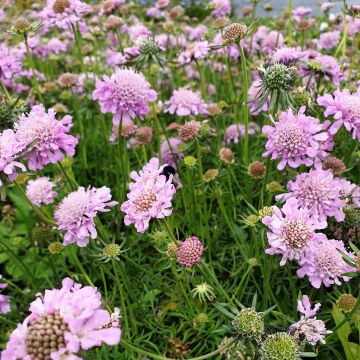 Berg-Skabiose (Scabiosa japonica) Pink Diamonds