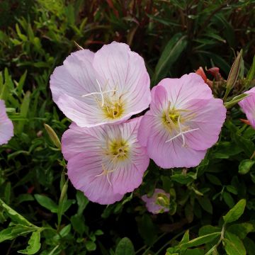 Schnee-Nachtkerze (Oenothera speciosa) Pink Petty Coats