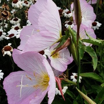 Schnee-Nachtkerze (Oenothera speciosa) Pink Petty Coats