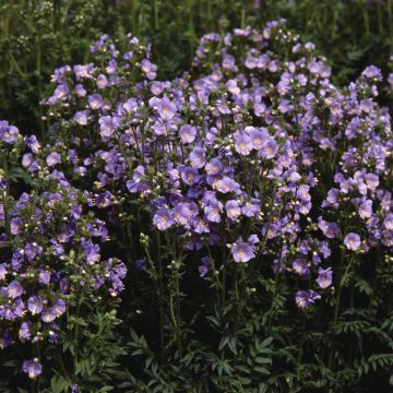 Jakobsleiter (Polemonium caeruleum) Bambino Blue