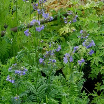 Jakobsleiter (Polemonium caeruleum ) Northern Lights