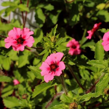 Nepal-Fingerkraut (Potentilla nepalensis ) Ron McBeath