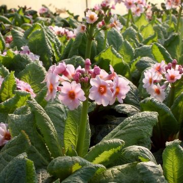 Japanische Etagenprimel  (Primula japonica ) Apple Blossum