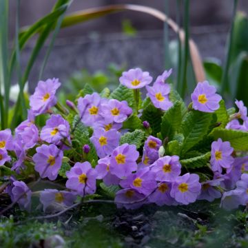 Bergprimel/Teppichprimel (Primula x pruhoniciana) WANDA Blaue Töne