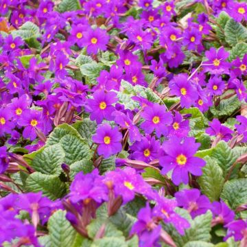 Kissenprimel (Primula x pruhoniciana) Wanda Blau