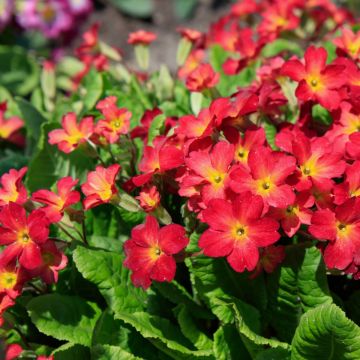 Bergprimel/Teppichprimel (Primula pruhoniciana) WANDA Tomato Red