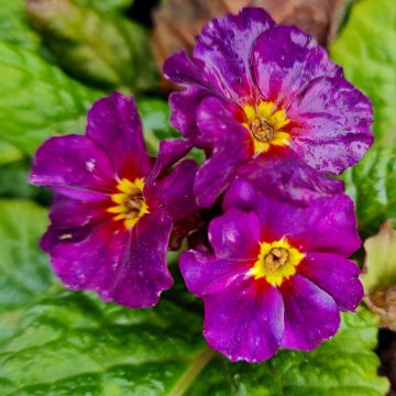 Bergprimel/Teppichprimel (Primula x pruhoniciana) WANDA Blaue Töne