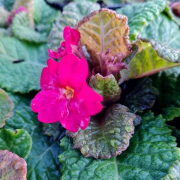 Bergprimel/Teppichprimel (Primula x pruhoniciana) WANDA Dunkelrosa