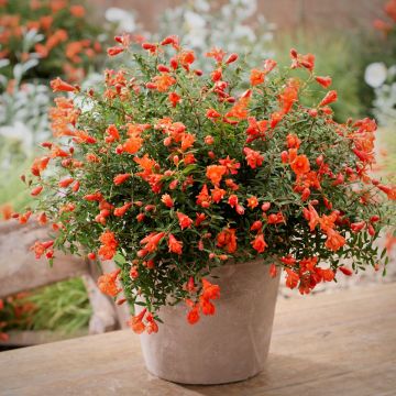 Ziergranatapfels (Punica granatum) Uniqa