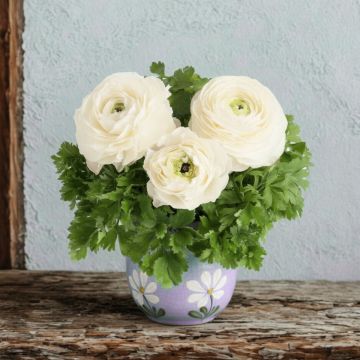 Ranunkel (Ranunculus asiaticus) White Impr.