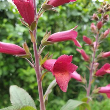 Fingerhut (Digitalis purpurea x isoplexis canariensis) ILLUMINATION Raspberry