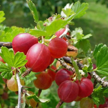 Rote Stachelbeere (Ribes uva crispa) GIGGLES Red
