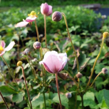 Herbstanemone (Anemone hupehensis) Rose Shades