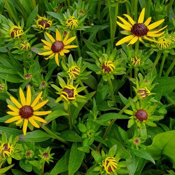 Sonnenhut (Rudbeckia fulgida) Little Goldstar