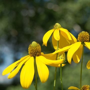 Fallschirm-Sonnenhut (Rudbeckia nitida) Herbstsonne