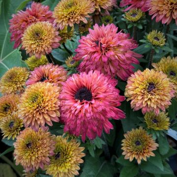 Rauher Sonnenhut (Rudbeckia) SUMMERINA Glow Sugar Shake