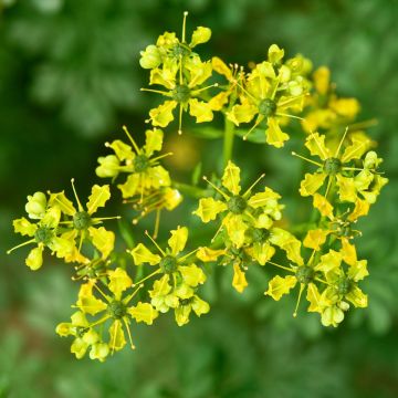 Weinraute (Ruta graveolens ) 