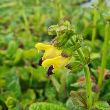 Salbei  (Salvia bulleyana ) 