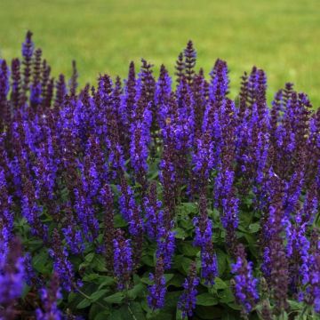 Salbei (Salvia nemorosa) BUMBLE Blue