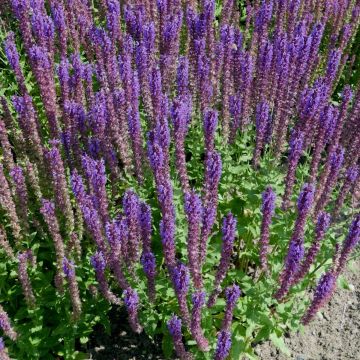 Salbei (Salvia nemorosa) Ostfriesland