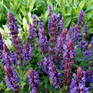 Salbei (Salvia nemorosa) Ostfriesland