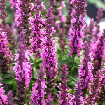 Steppen-Salbei (Salvia nemorosa) Pink Paradise