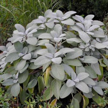Salbei (Salvia officinalis) Berggarten