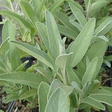 Echter Salbei (Salvia officinalis) Grower´s Friend