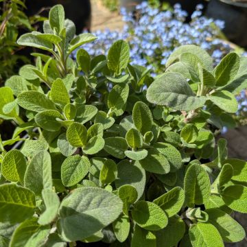 Echter Salbei (Salvia officinalis) Growers Friend