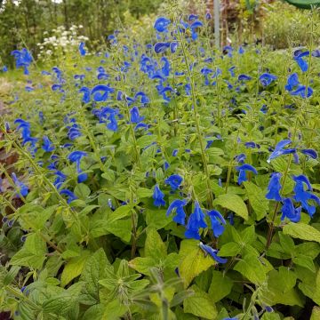 Azursalbei (Salvia patens) Patio Dark Blue