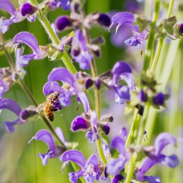 Echter Wiesensalbei (Salvia pratensis) 