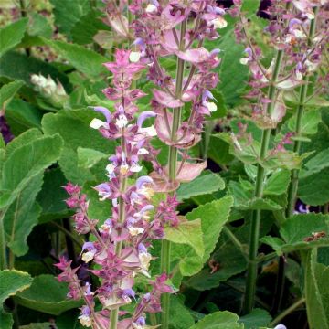 Muskatellersalbei (Salvia sclarea) 