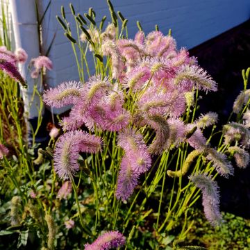 Hoher Wiesenknopf (Sanguisorba hakusanensis) Pink Brushes