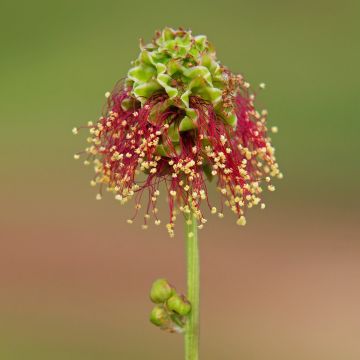 Pimpinelle (Sanguisorba minor) 