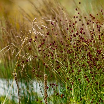 Großer Wiesenknopf (Sanguisorba officinalis ) 