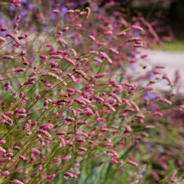 Rosa Wiesenknopf (Sanguisorba officinalis) Pink TANNA
